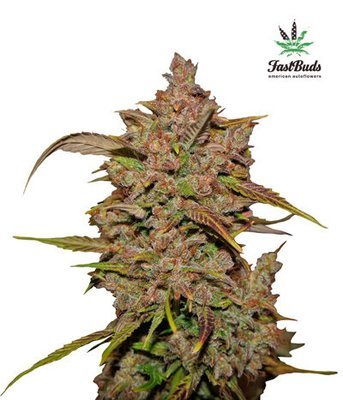 FastBuds - Crystal METH (auto/fem.) 01393