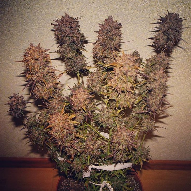 FastBuds - Crystal METH (auto/fem.)