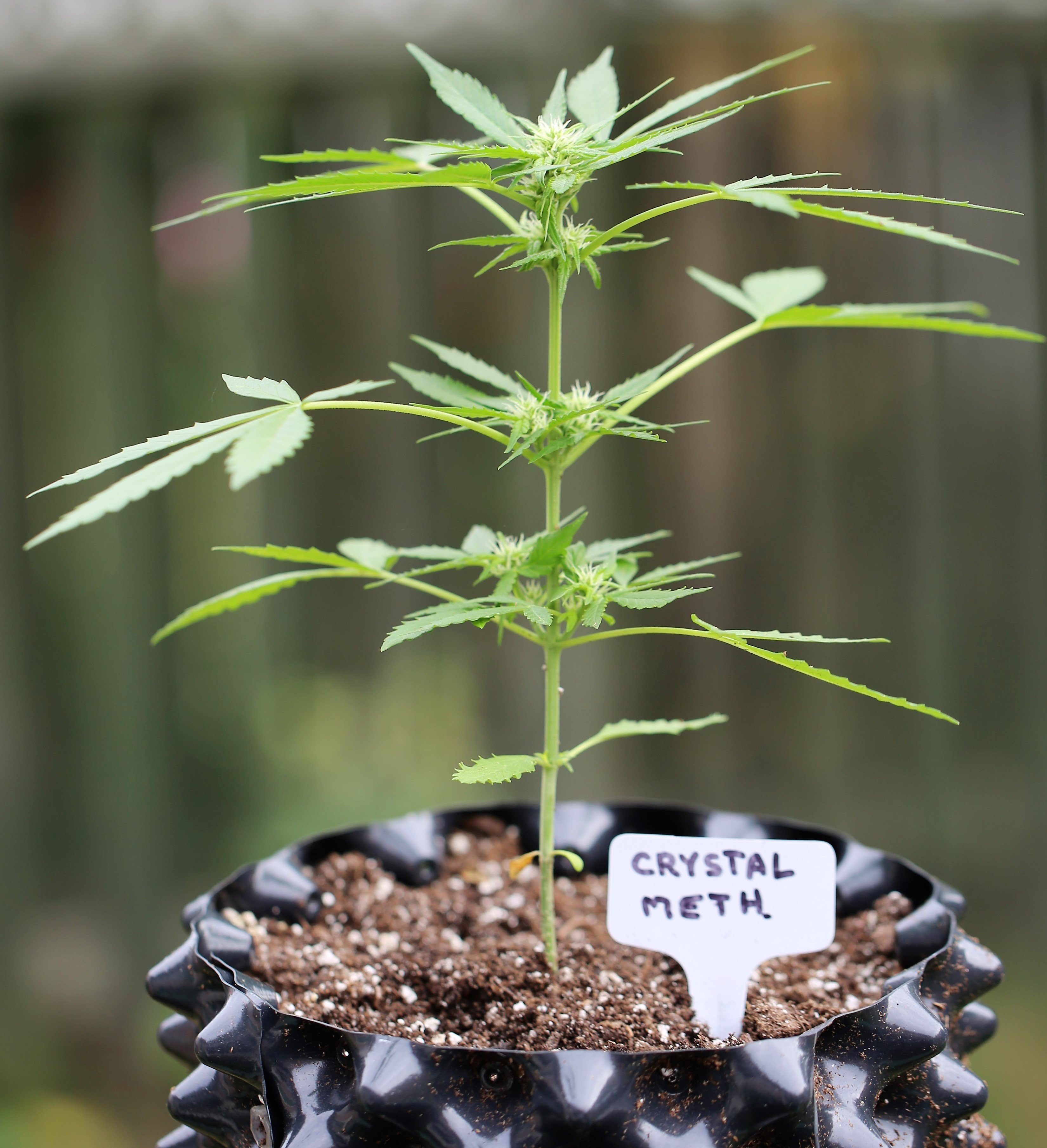 FastBuds - Crystal METH (auto/fem.)