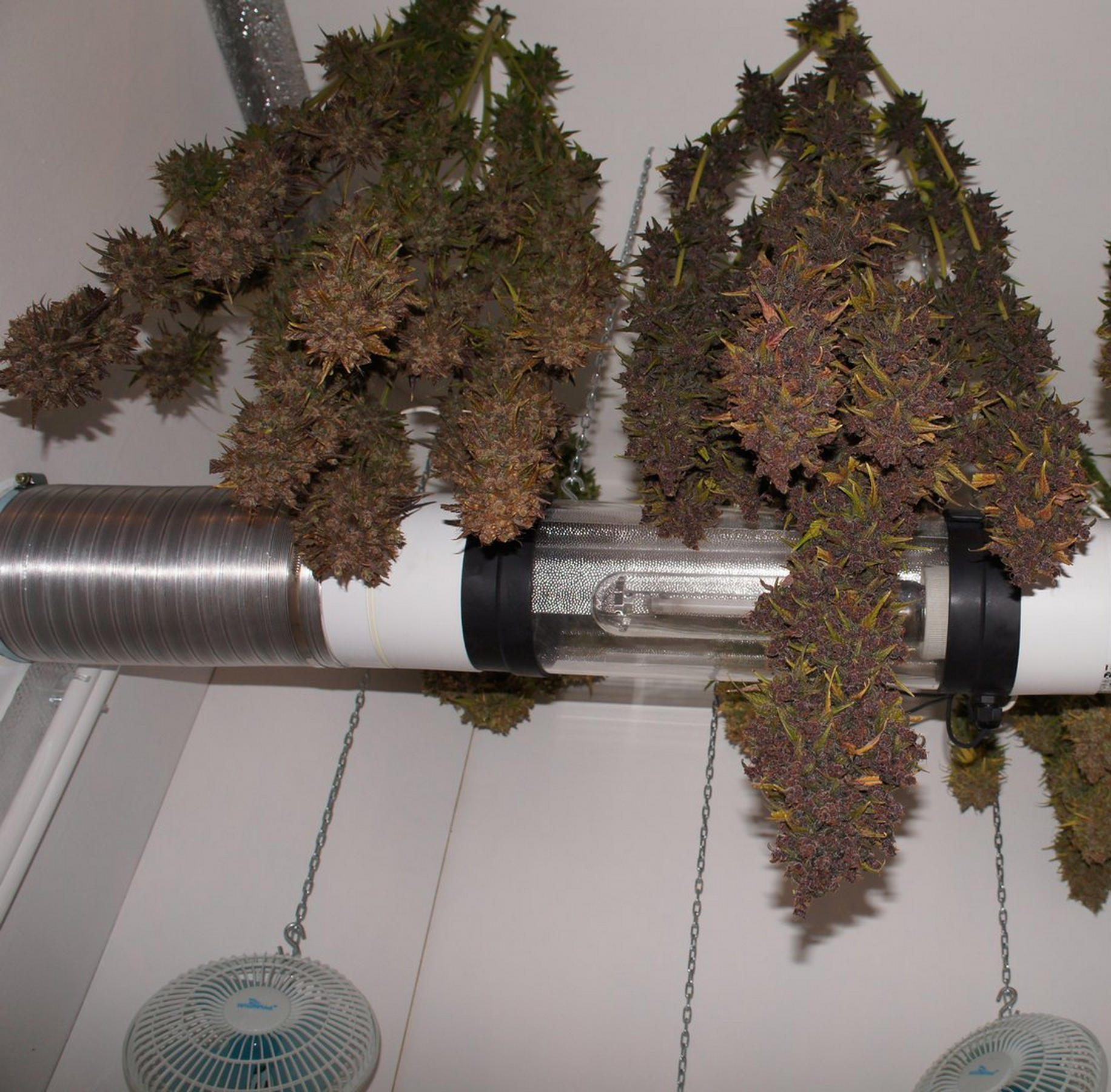 FastBuds - Crystal METH (auto/fem.)