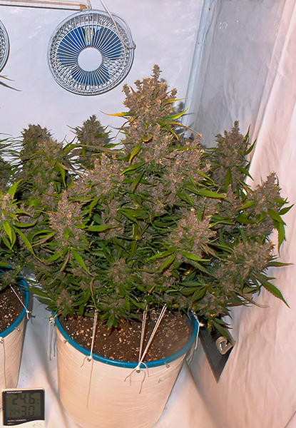 FastBuds - Crystal METH (auto/fem.)