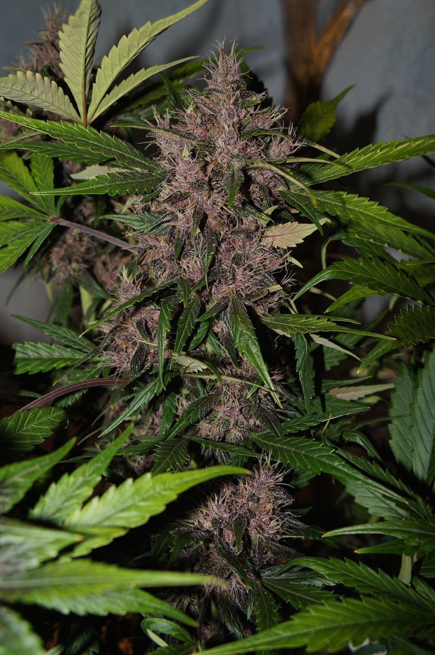 FastBuds - Crystal METH (auto/fem.)