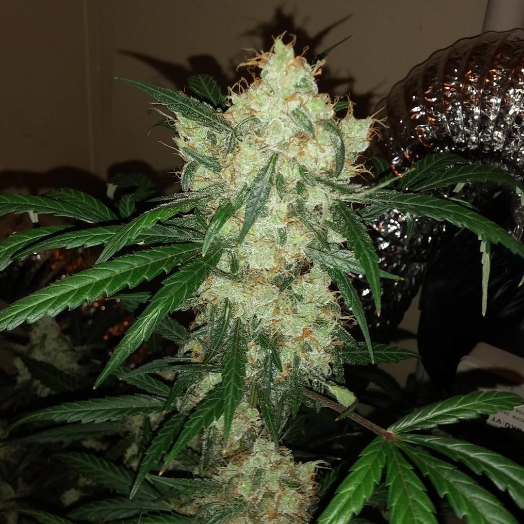FastBuds - Crystal METH (auto/fem.)