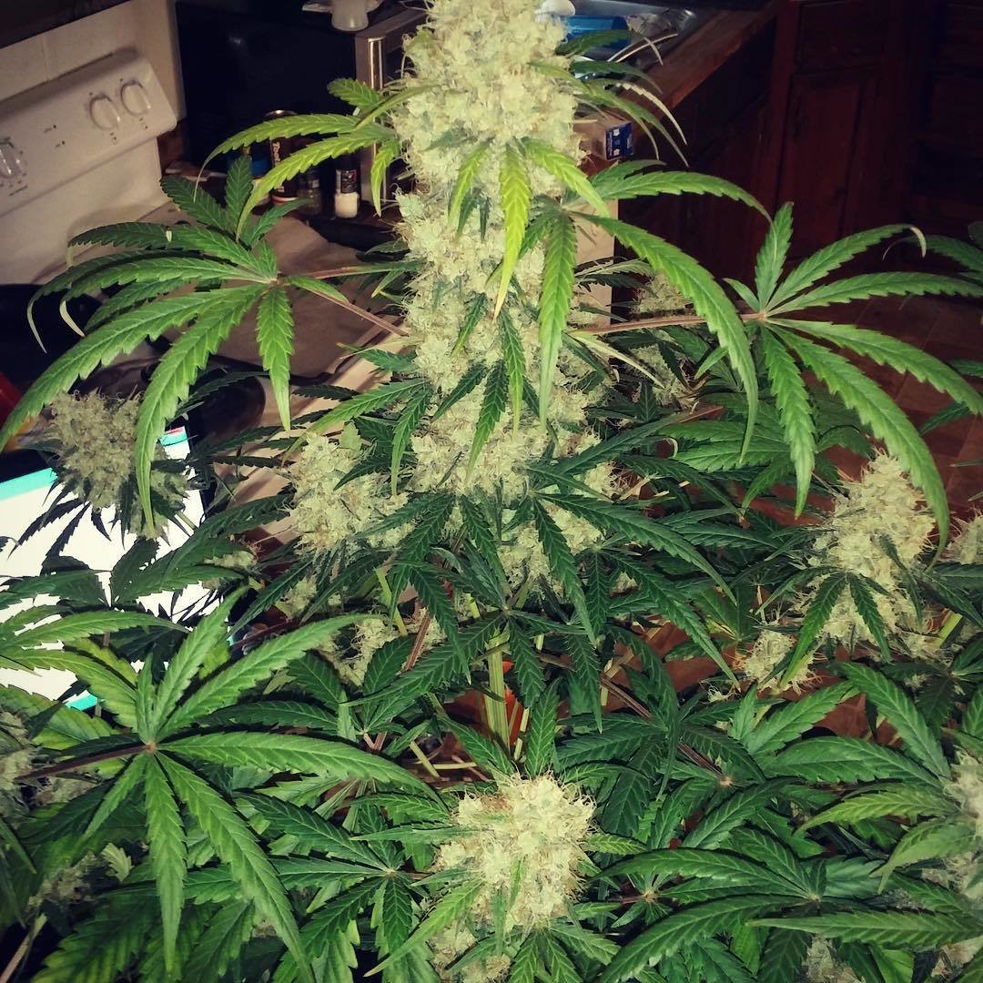 FastBuds - Crystal METH (auto/fem.)