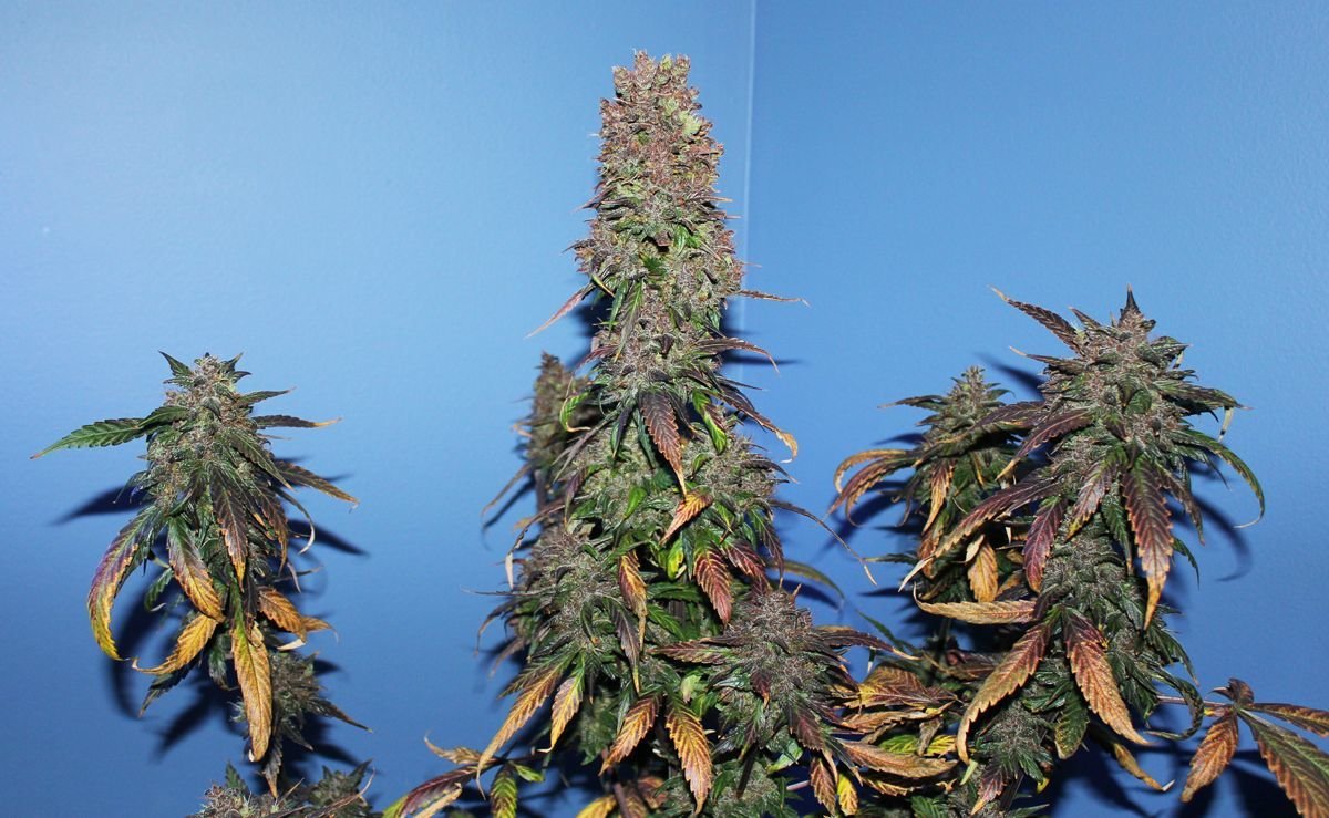 FastBuds - Crystal METH (auto/fem.)