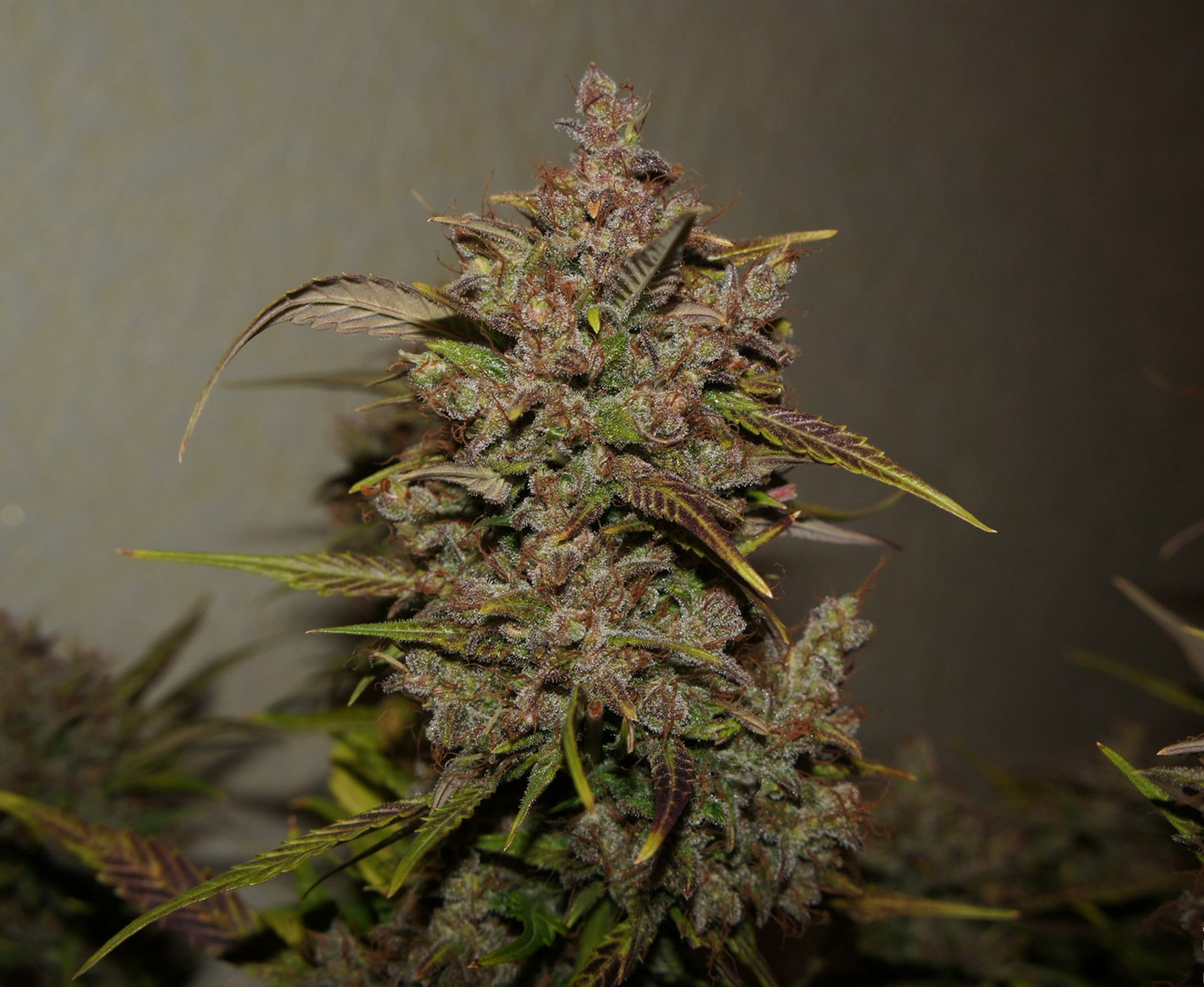 FastBuds - Crystal METH (auto/fem.)
