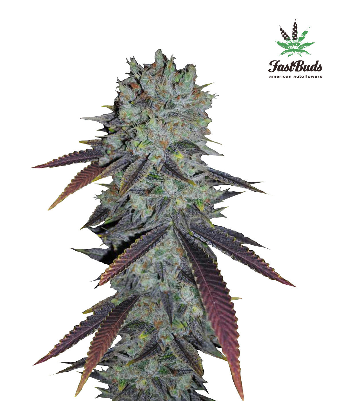 FastBuds - Fastberry (auto/fem.)