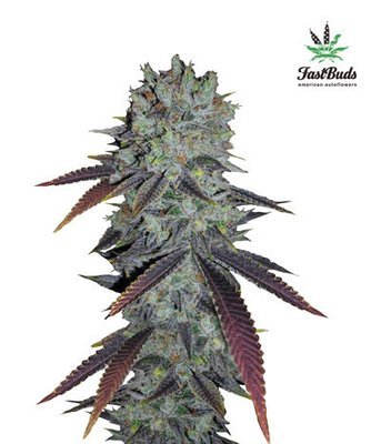 FastBuds - Fastberry (auto/fem.) 01413