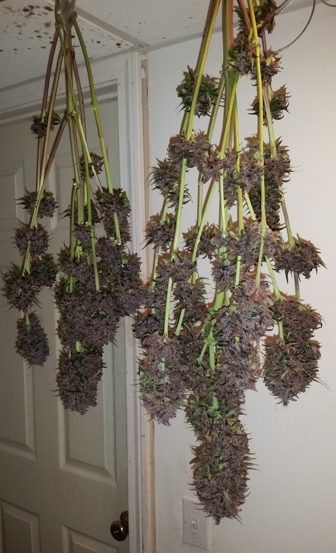 FastBuds - Fastberry (auto/fem.)