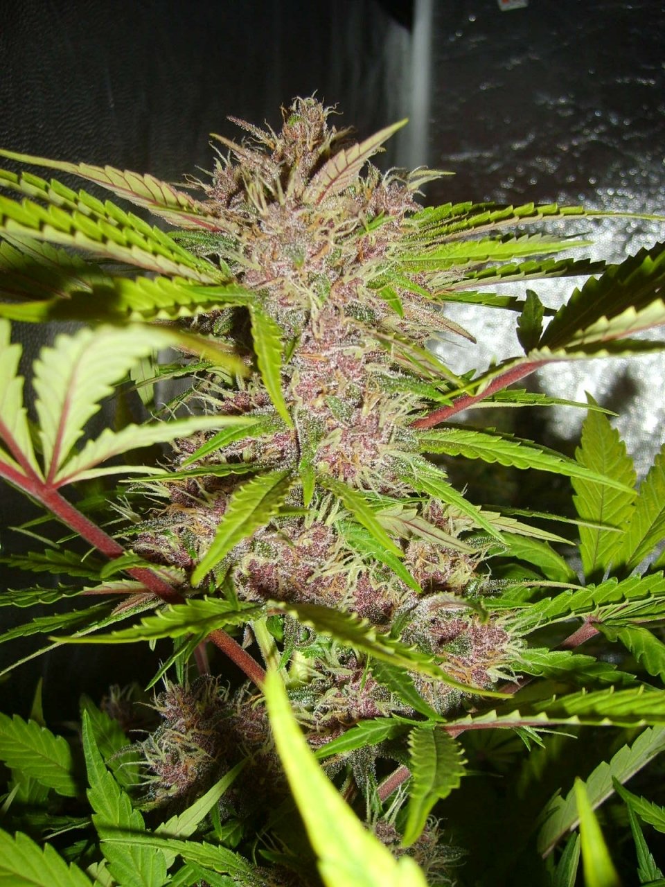 FastBuds - Fastberry (auto/fem.)