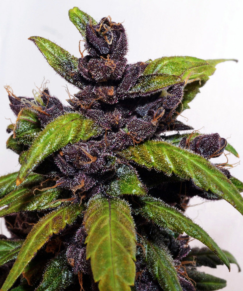 FastBuds - Fastberry (auto/fem.)