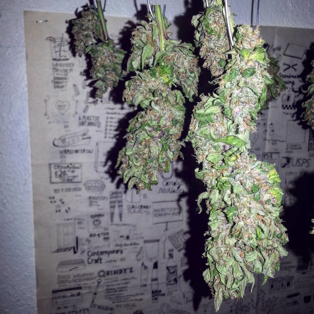 FastBuds - Fastberry (auto/fem.)