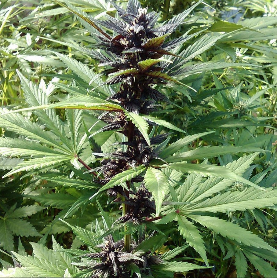 FastBuds - Fastberry (auto/fem.)