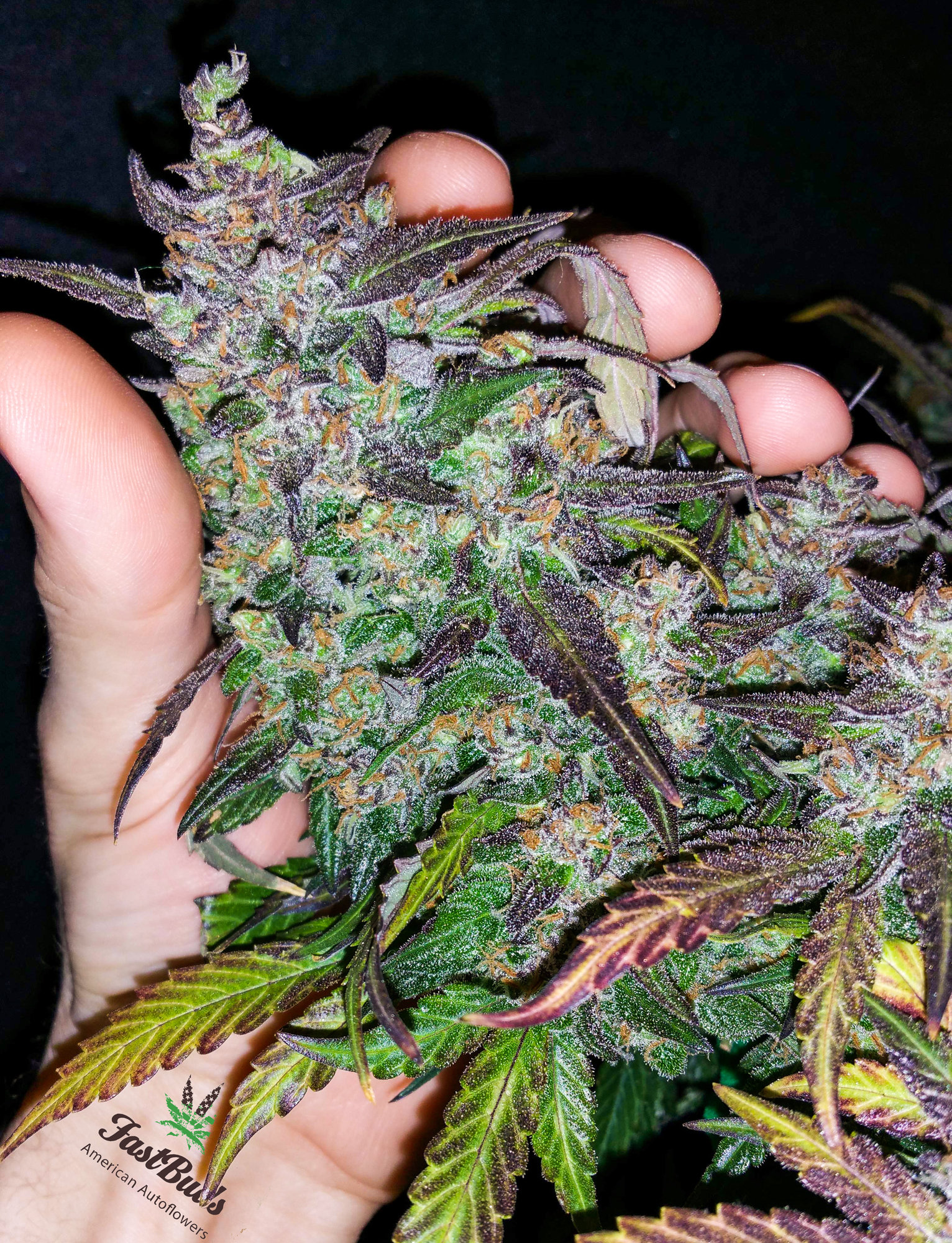 FastBuds - Fastberry (auto/fem.)