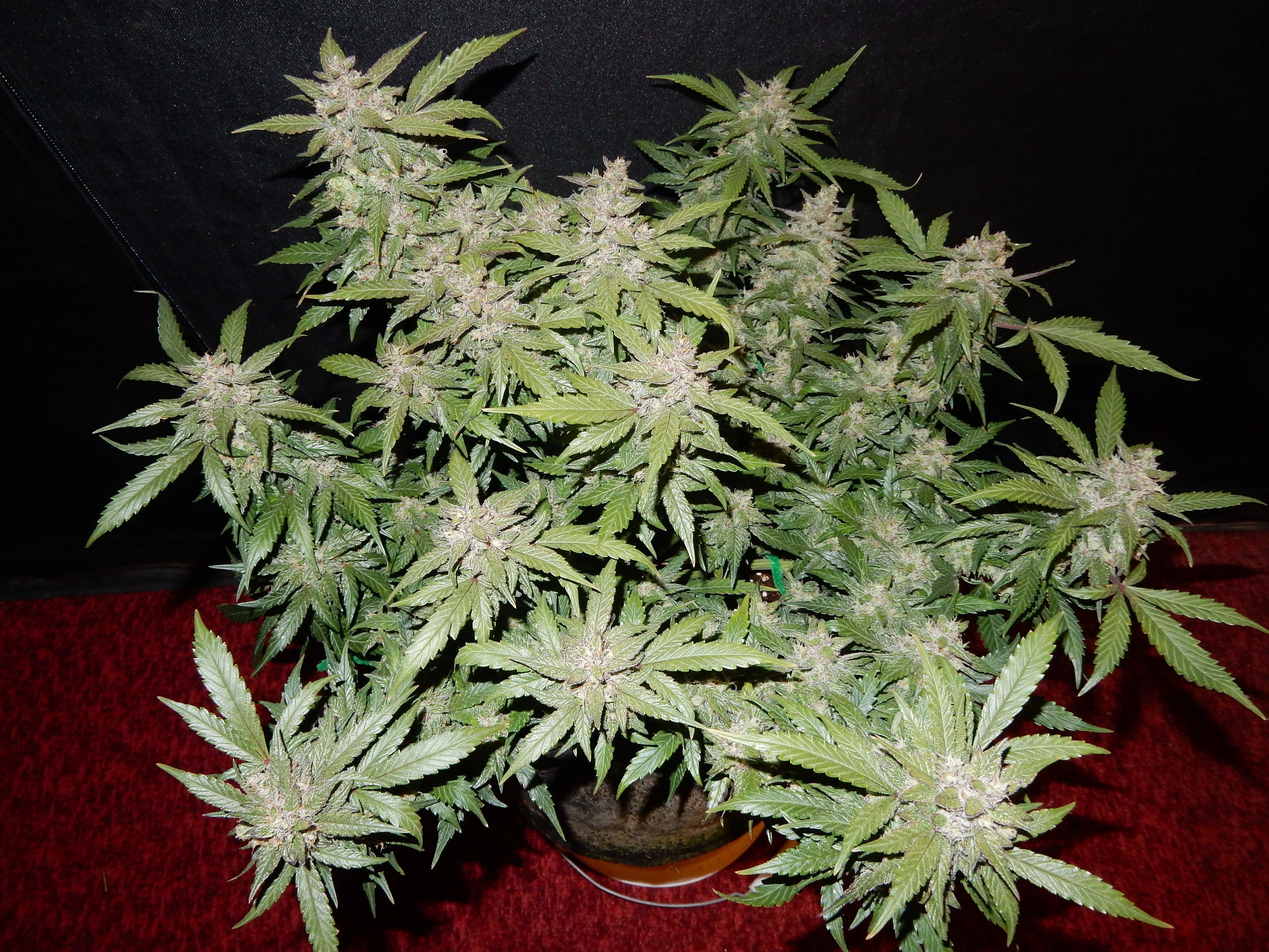 FastBuds - Fastberry (auto/fem.)