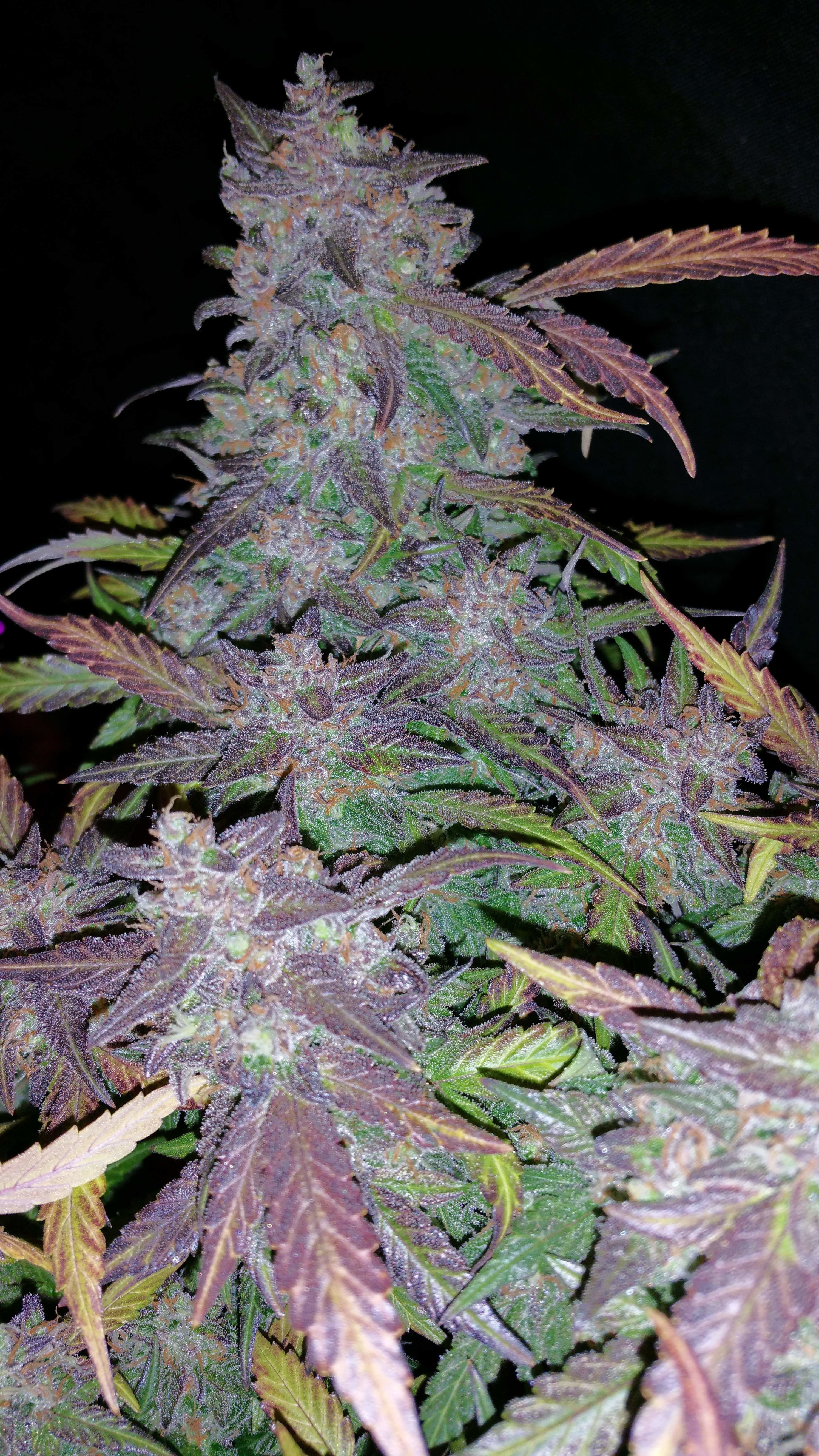FastBuds - Fastberry (auto/fem.)