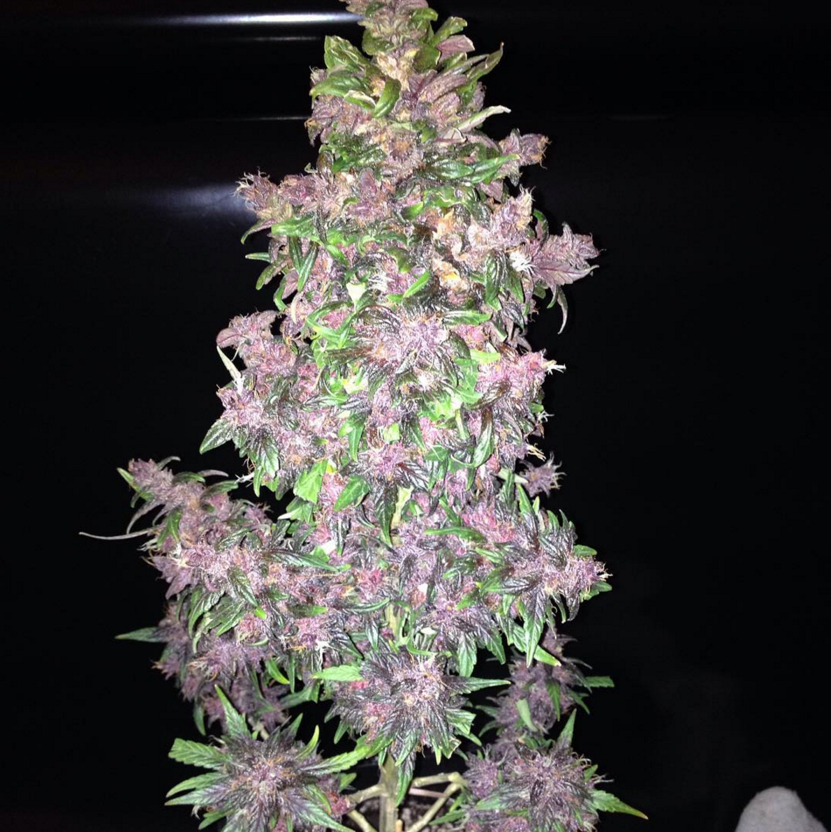FastBuds - Fastberry (auto/fem.)