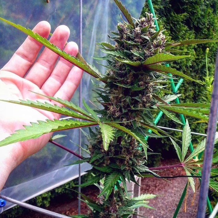 FastBuds - Fastberry (auto/fem.)