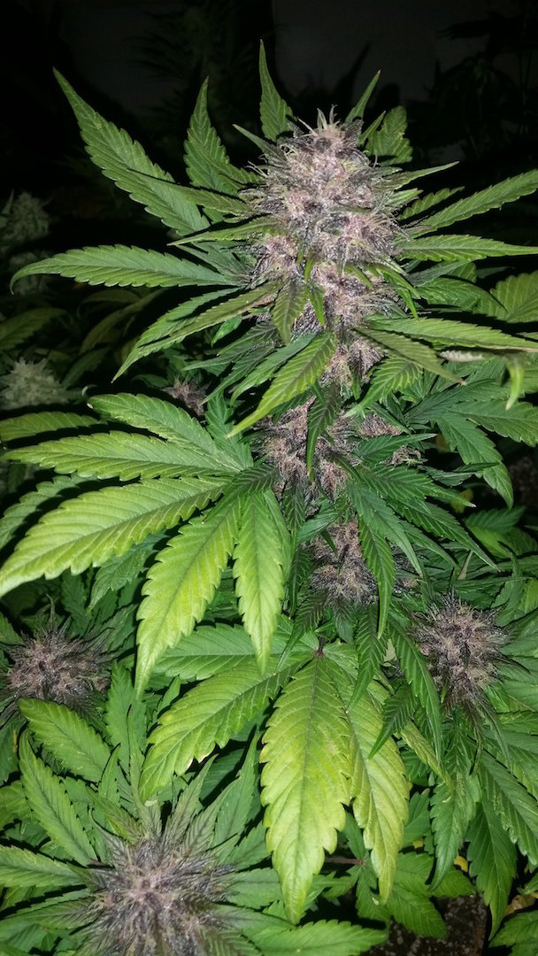 FastBuds - Fastberry (auto/fem.)