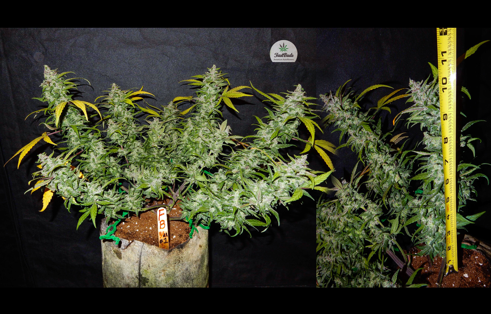 FastBuds - Fastberry (auto/fem.)
