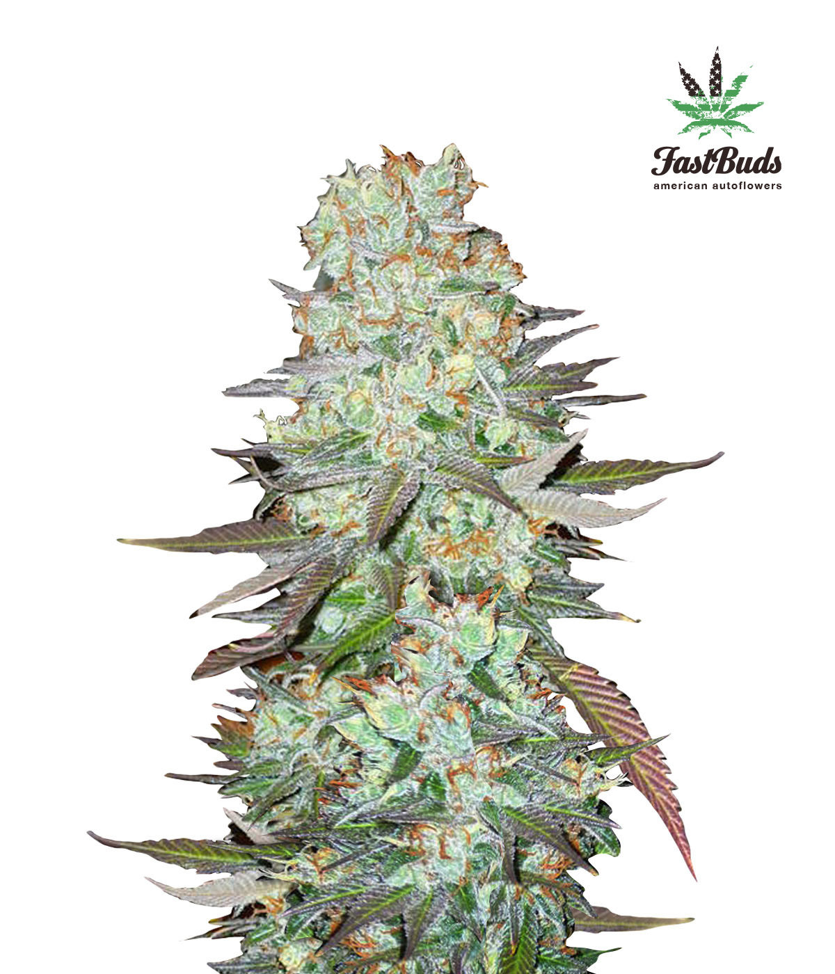 FastBuds - G14 (auto/fem.)