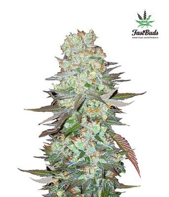 FastBuds - G14 (auto/fem.) 01408