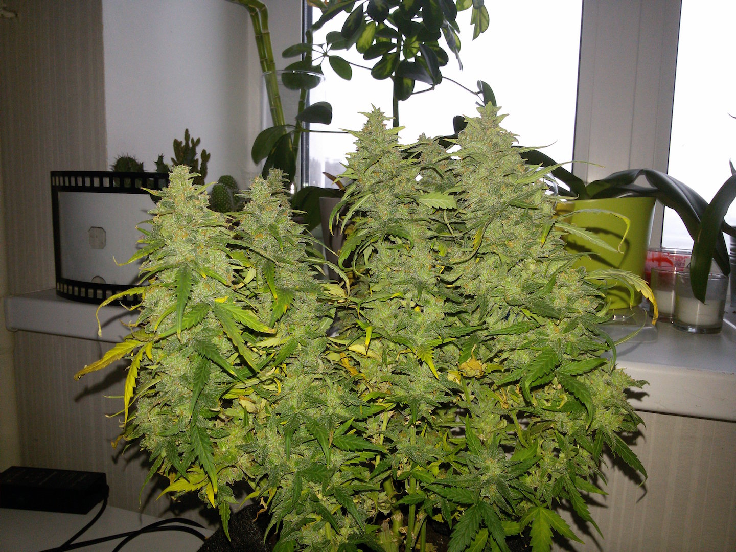 FastBuds - G14 (auto/fem.)