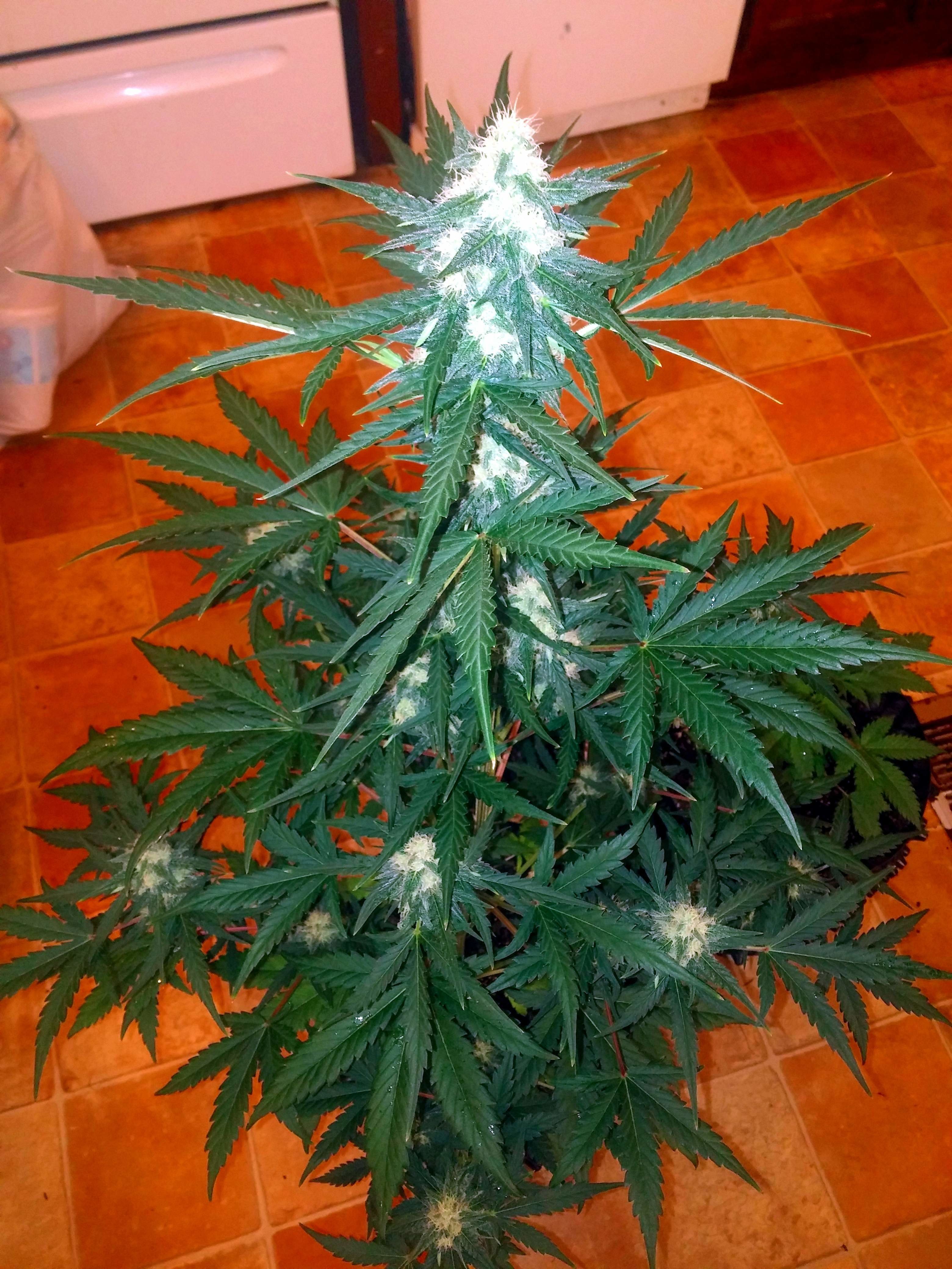 FastBuds - G14 (auto/fem.)