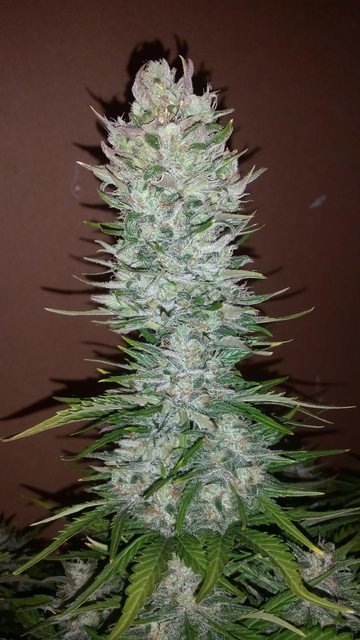 FastBuds - G14 (auto/fem.)