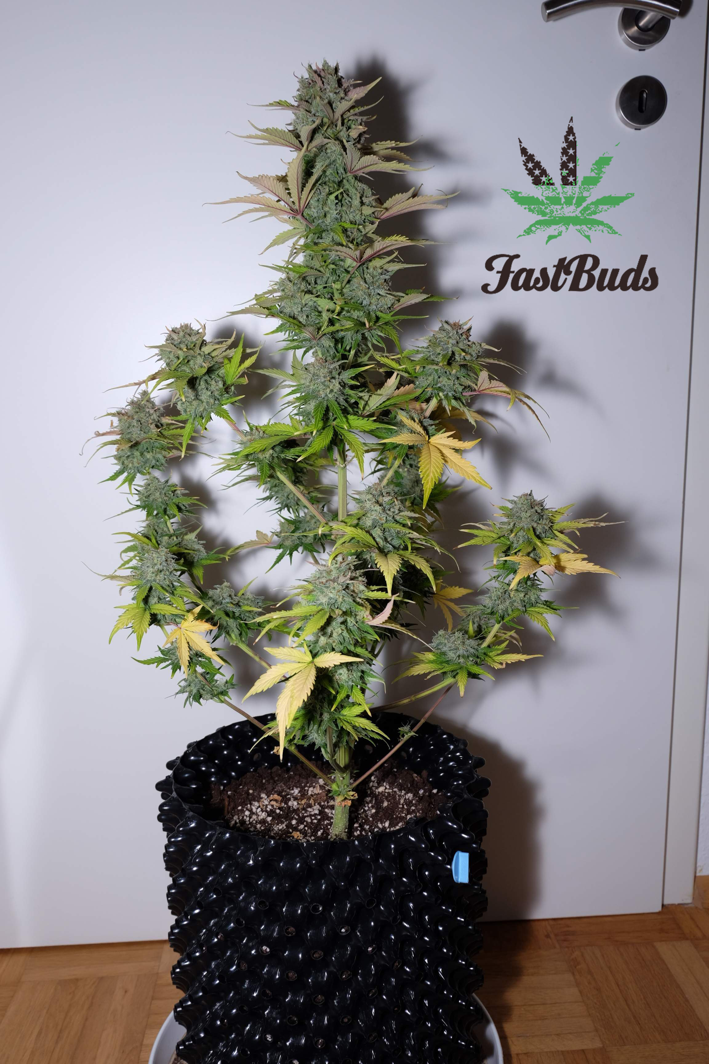 FastBuds - G14 (auto/fem.)