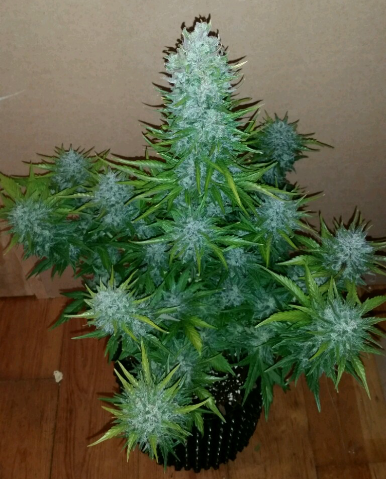 FastBuds - G14 (auto/fem.)