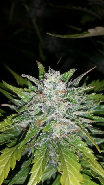 FastBuds - G14 (auto/fem.)