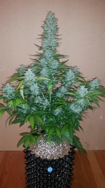 FastBuds - G14 (auto/fem.)