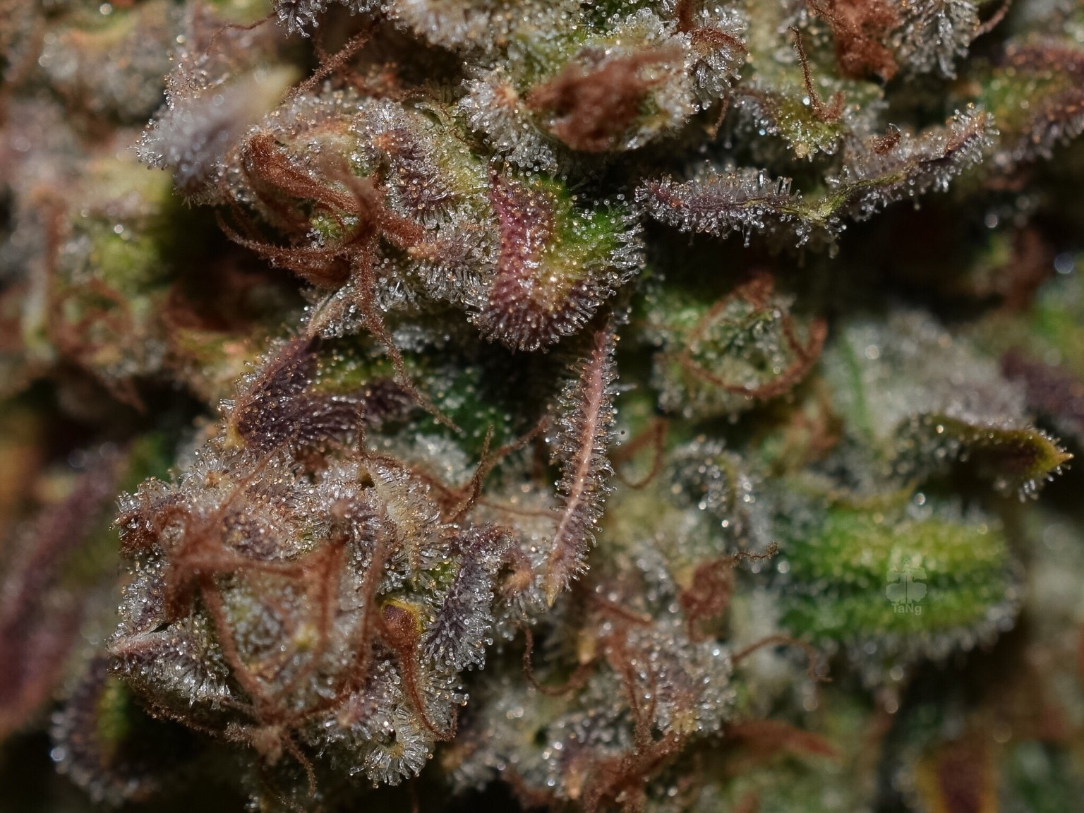 FastBuds - G14 (auto/fem.)
