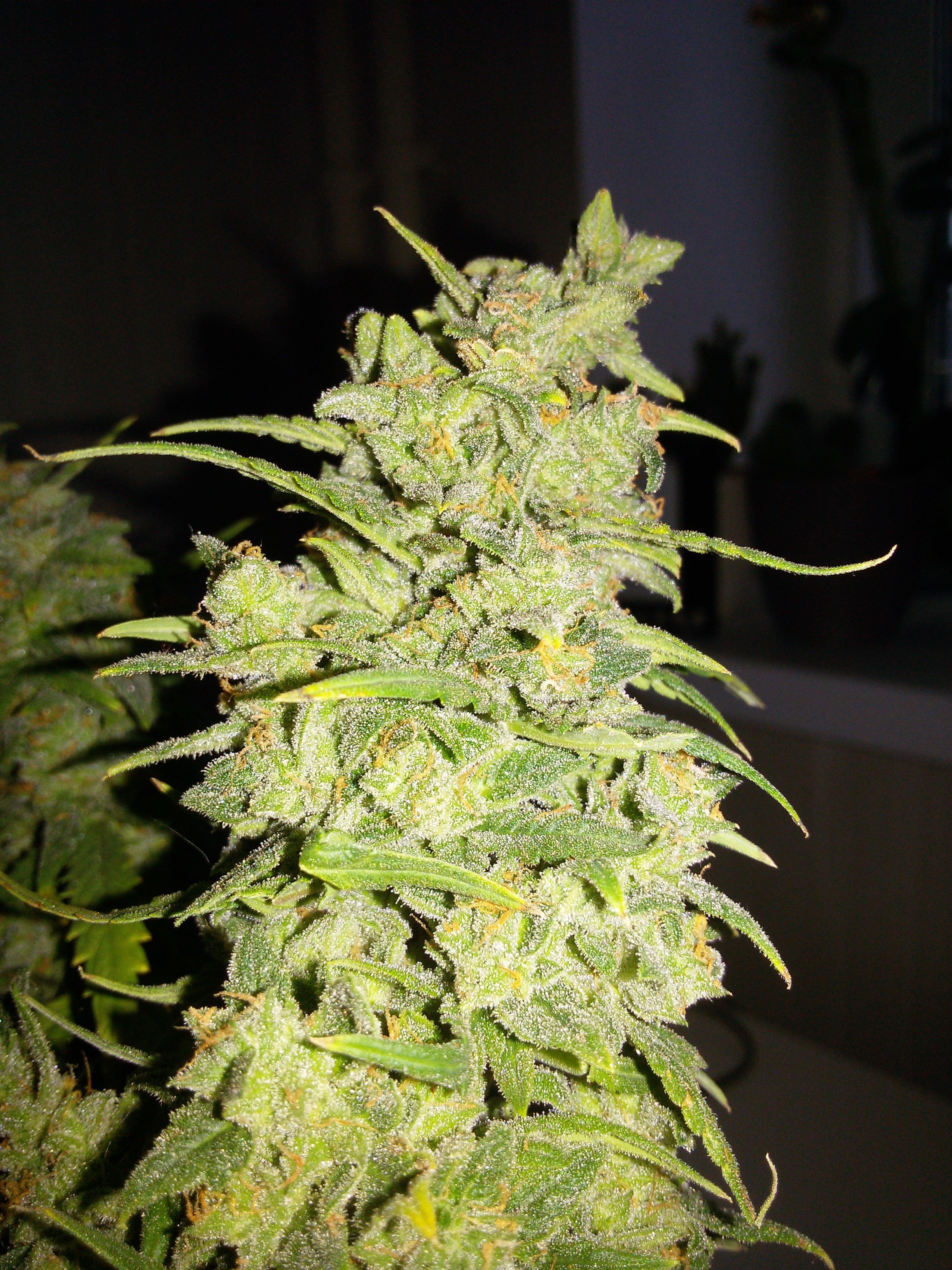 FastBuds - G14 (auto/fem.)