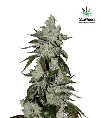 FastBuds - Cookies Auto aka Girl Scout Cookies (auto/fem.) 03865