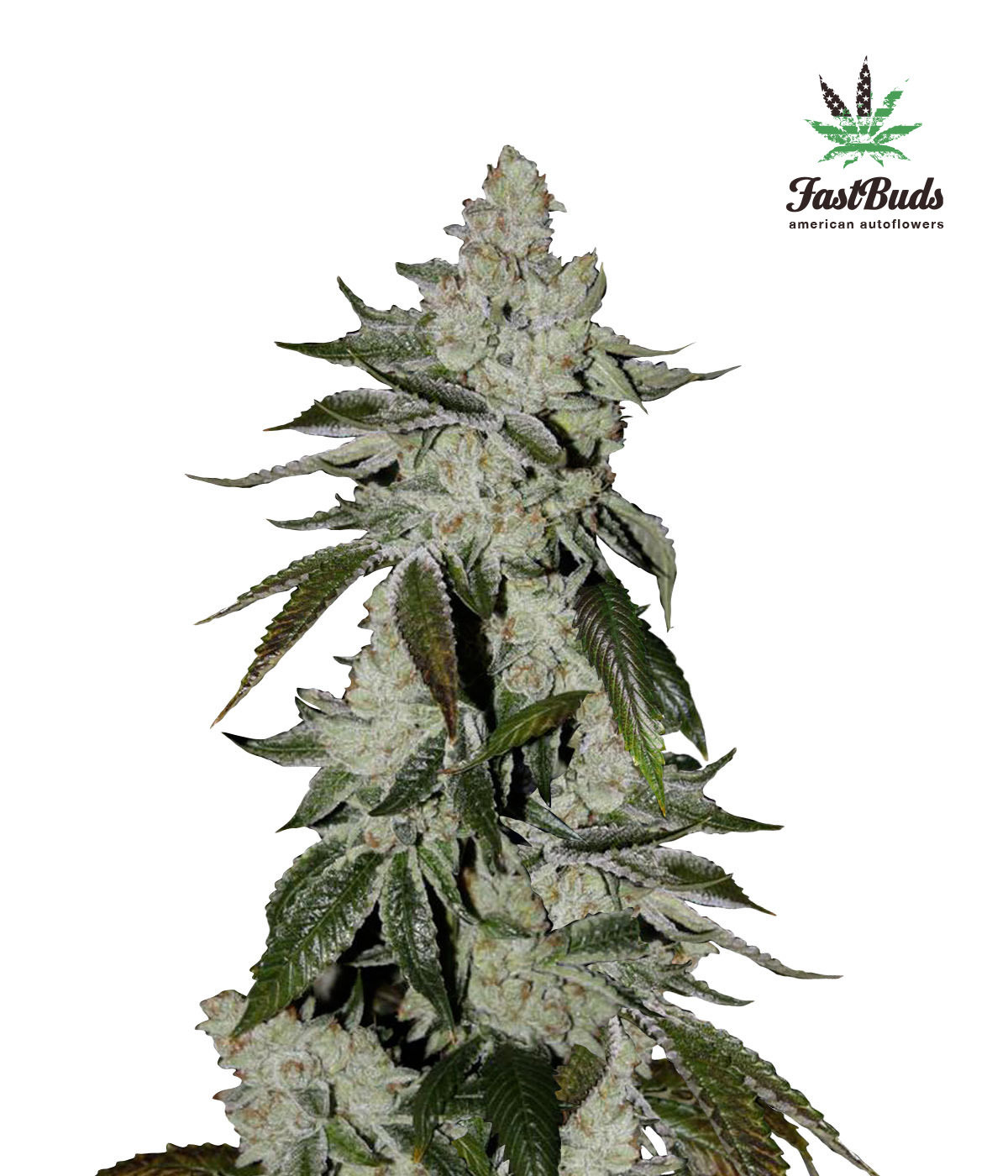FastBuds - Cookies Auto aka Girl Scout Cookies (auto/fem.)