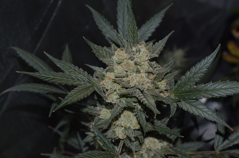 FastBuds - Cookies Auto aka Girl Scout Cookies (auto/fem.)