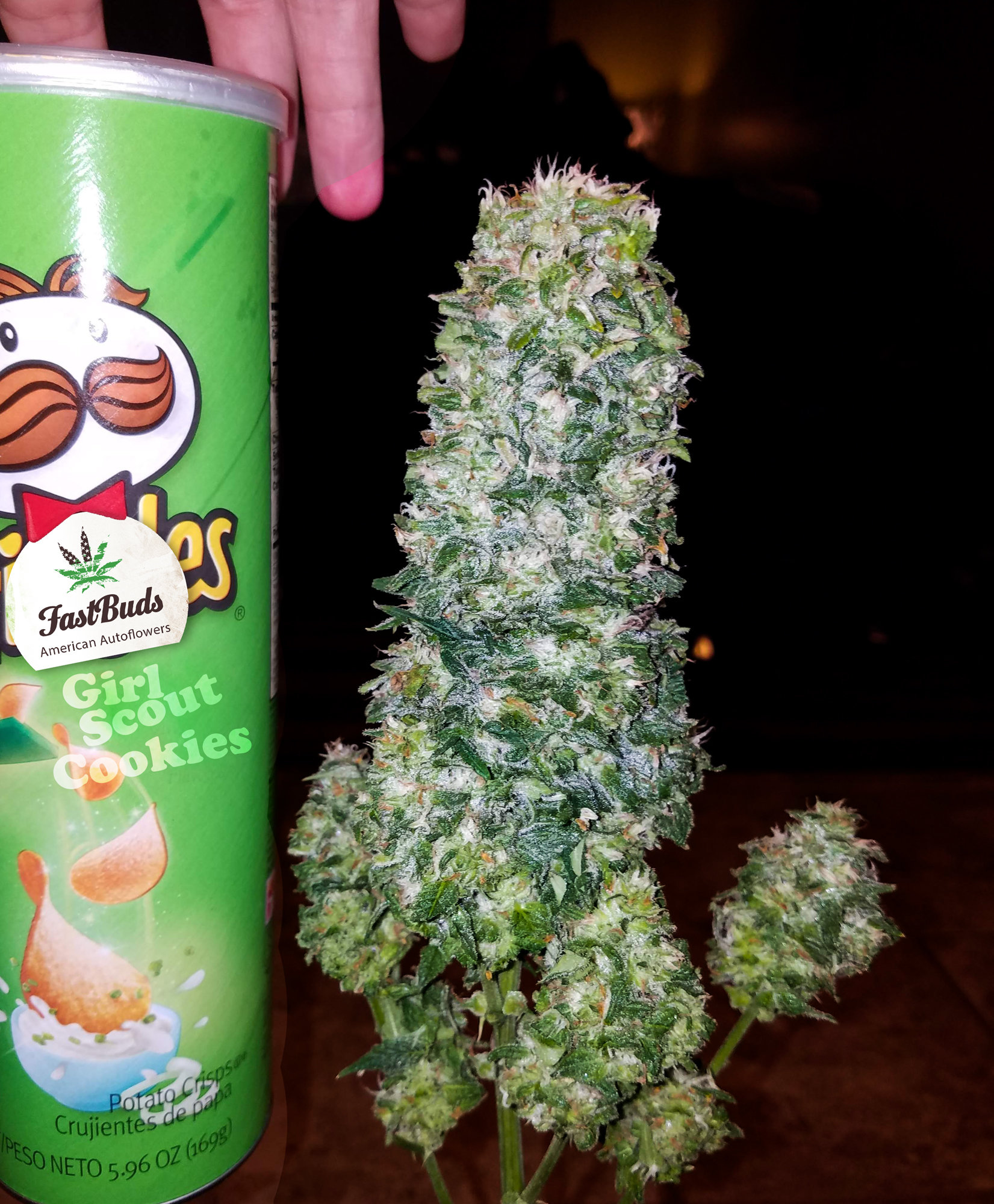 FastBuds - Cookies Auto aka Girl Scout Cookies (auto/fem.)
