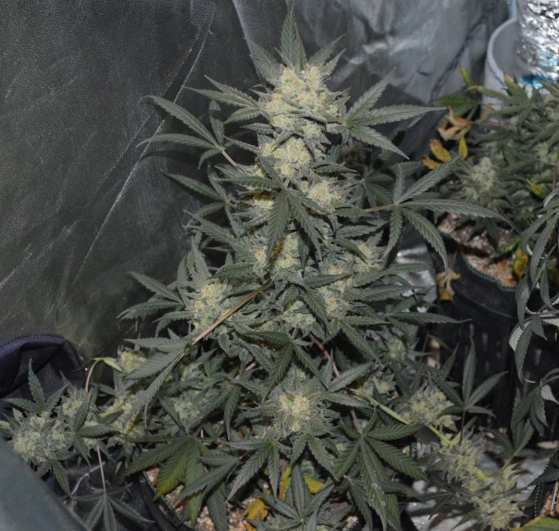 FastBuds - Cookies Auto aka Girl Scout Cookies (auto/fem.)