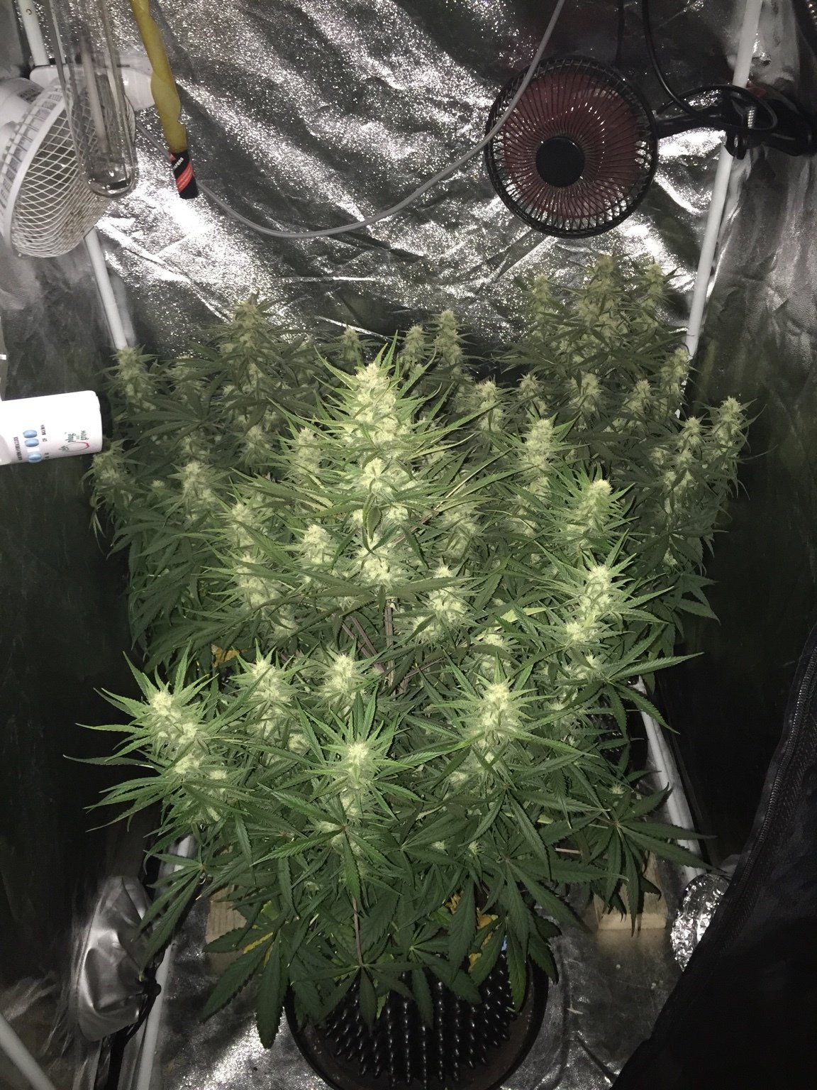 FastBuds - Cookies Auto aka Girl Scout Cookies (auto/fem.)