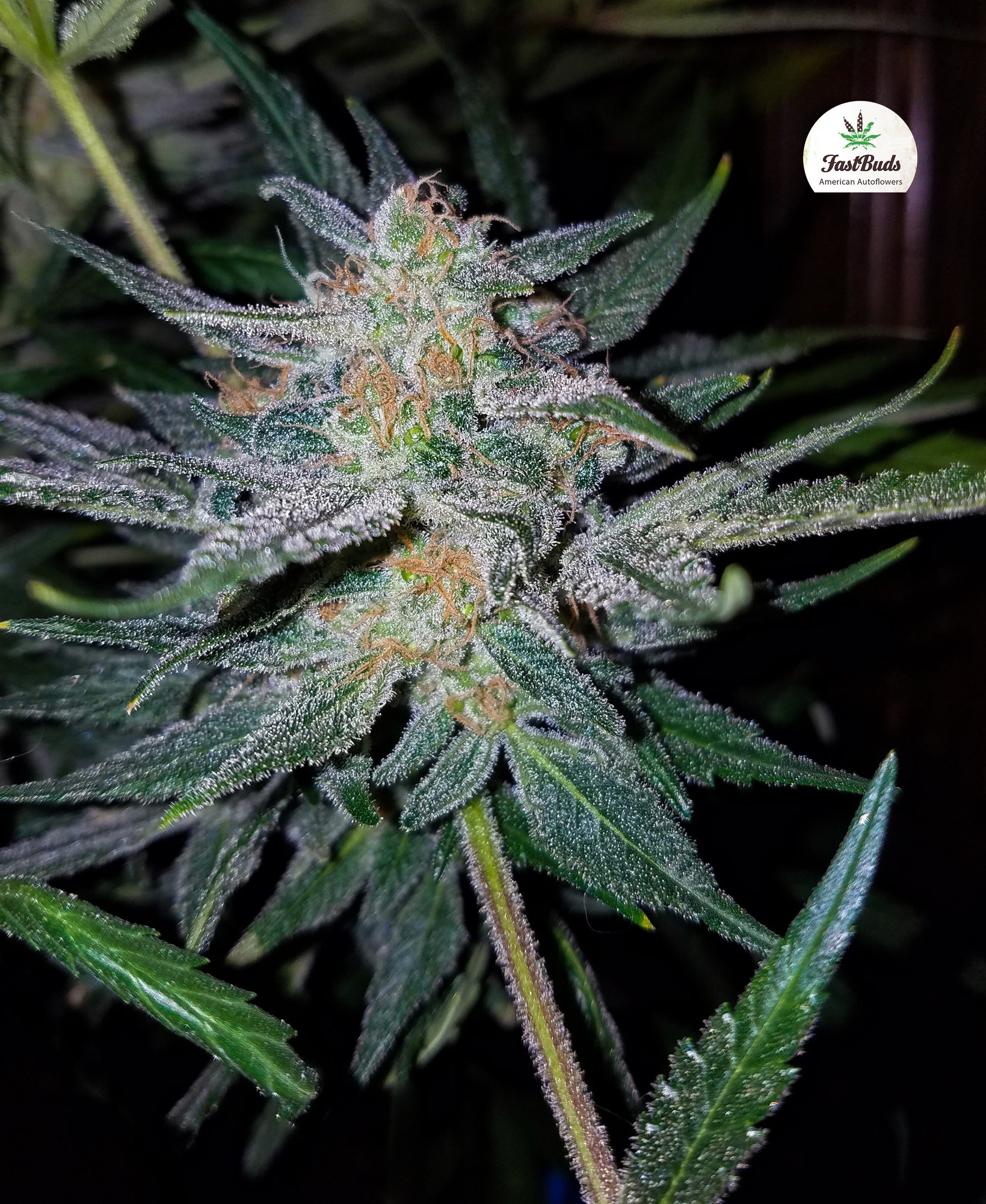 FastBuds - Cookies Auto aka Girl Scout Cookies (auto/fem.)