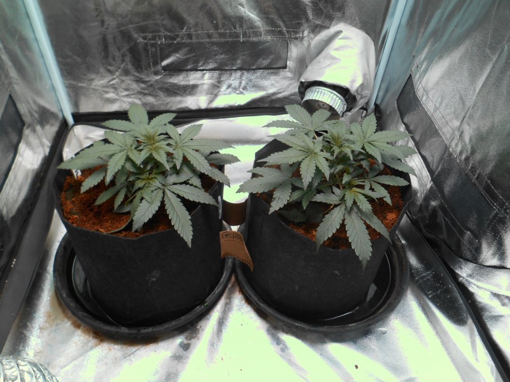 FastBuds - Cookies Auto aka Girl Scout Cookies (auto/fem.)