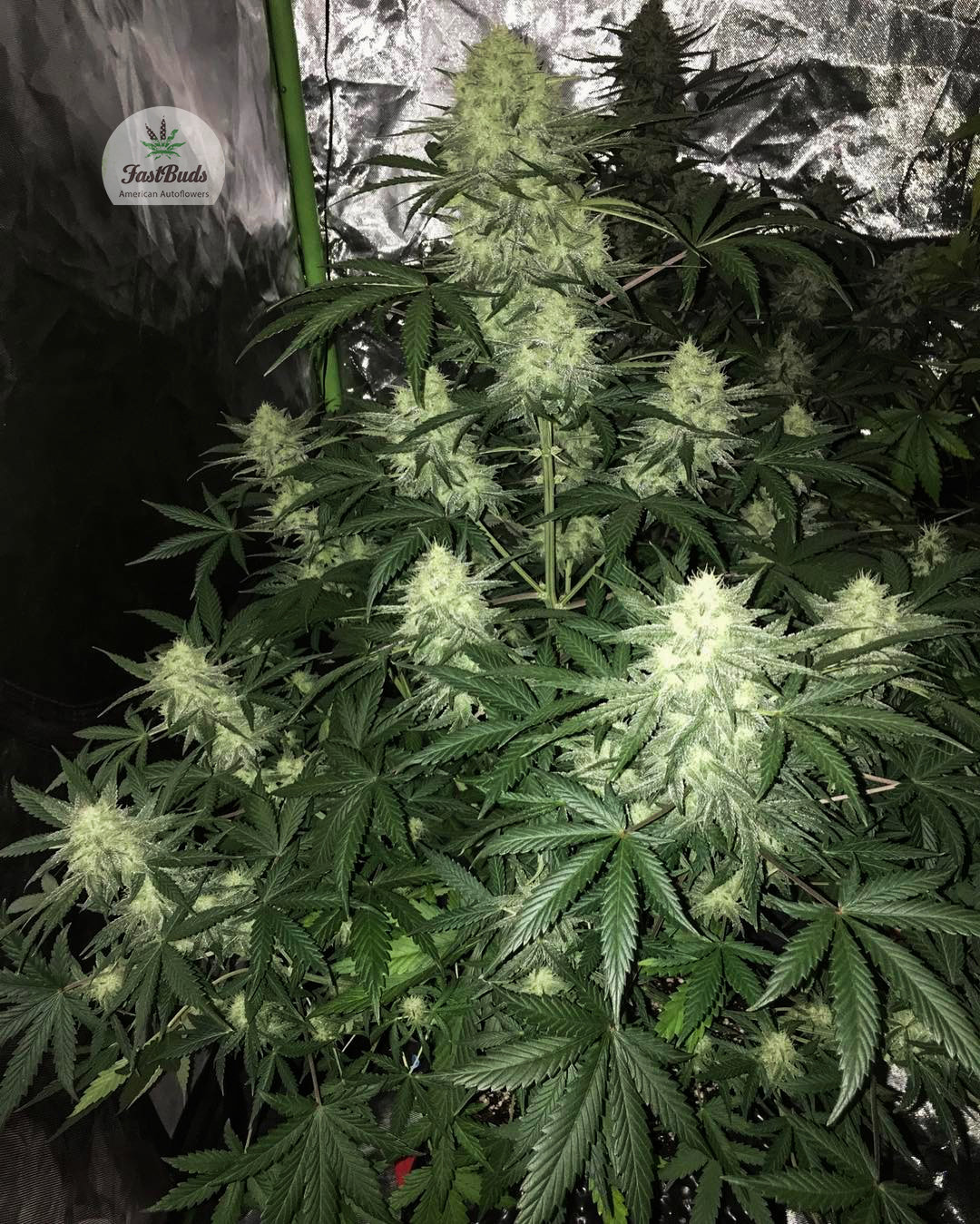 FastBuds - Cookies Auto aka Girl Scout Cookies (auto/fem.)
