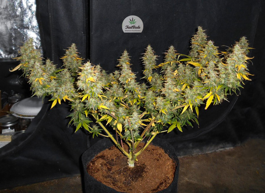 FastBuds - Cookies Auto aka Girl Scout Cookies (auto/fem.)