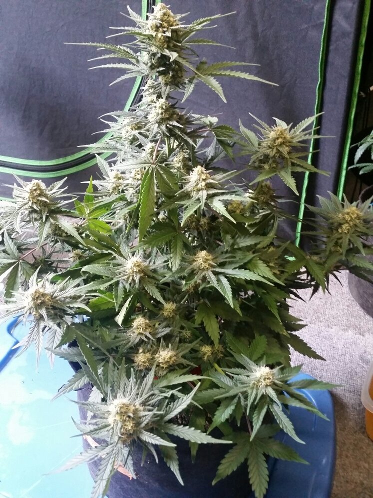 FastBuds - Cookies Auto aka Girl Scout Cookies (auto/fem.)