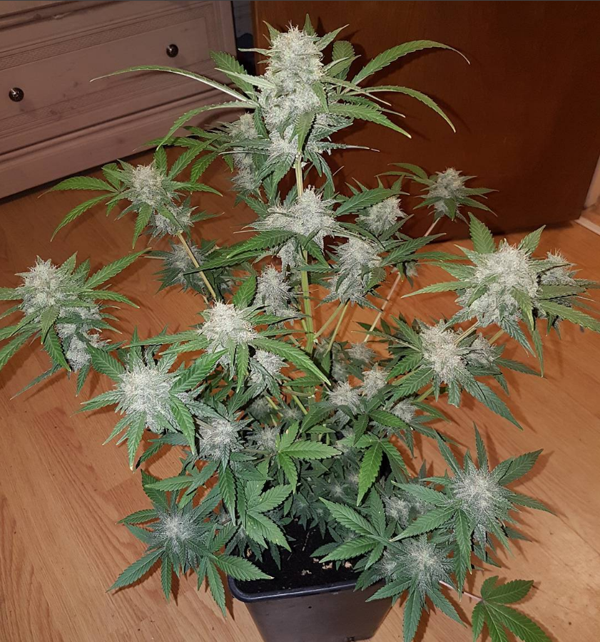 FastBuds - Cookies Auto aka Girl Scout Cookies (auto/fem.)