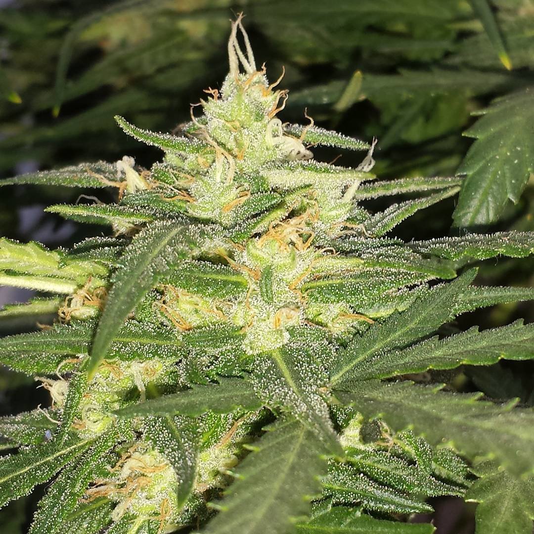 FastBuds - Cookies Auto aka Girl Scout Cookies (auto/fem.)