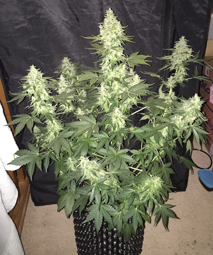 FastBuds - Cookies Auto aka Girl Scout Cookies (auto/fem.)