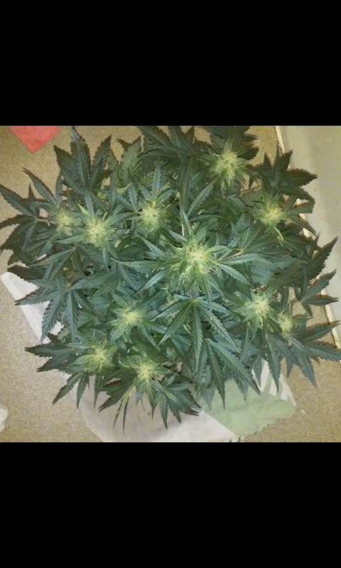 FastBuds - Cookies Auto aka Girl Scout Cookies (auto/fem.)